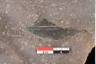 Foto (Detailsansicht) von Quercus palaeoilex Ettingshausen (NHMW-GEO-2024-0188-0778)